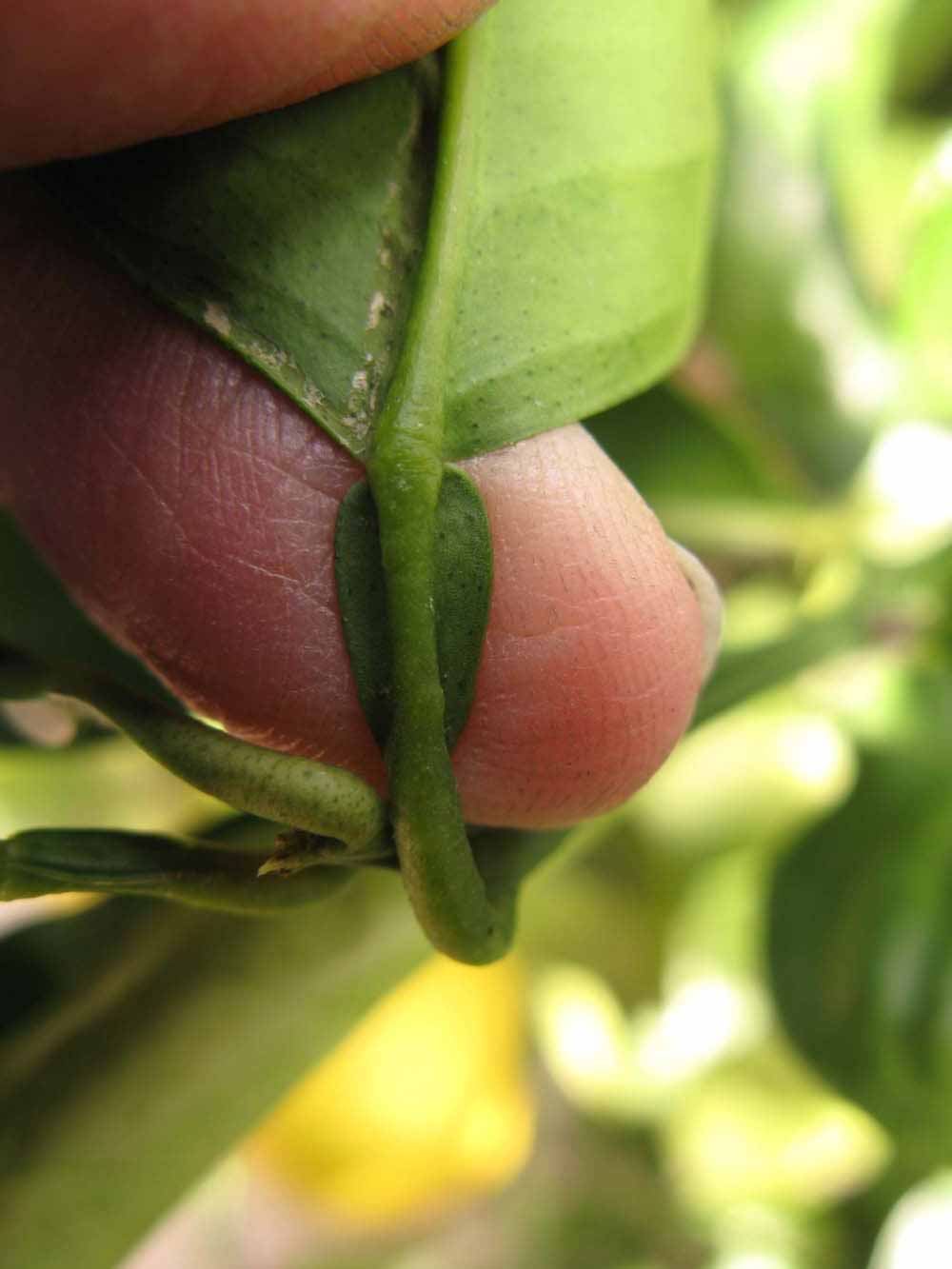              Petiole (Winter Haven, FL)       